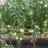 Paradajz irina f1: recenzije, fotografije, prinos